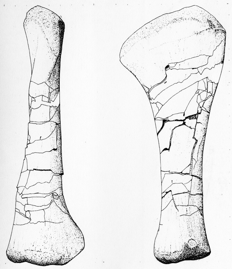 Fossil bones
