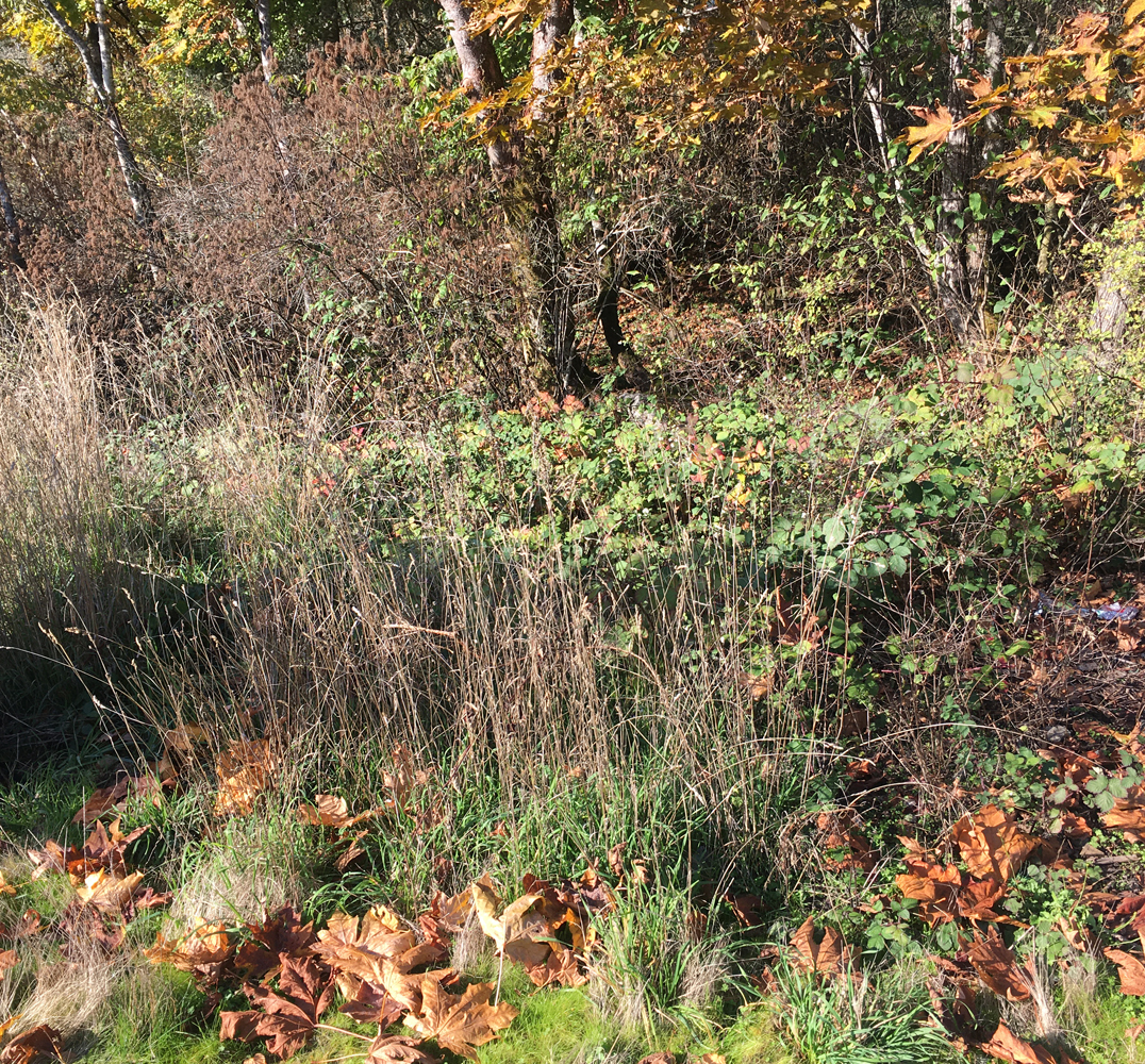 Area covered with invasive plants.